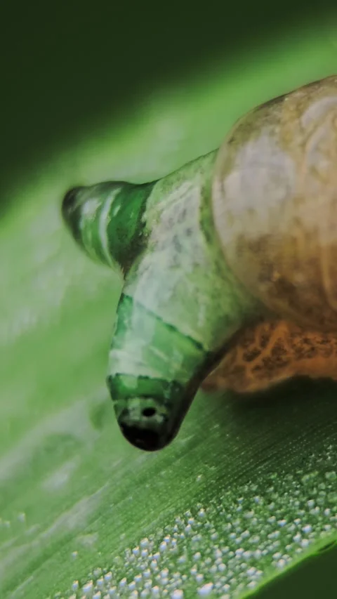 Macro view of snail parasitized by a worm, tentacle enlarged and twitching .. Video stock 310612654