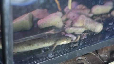 Macro View of Snakehead Fish Hunting Larvae in Aquarium Stock Footage 337333132
