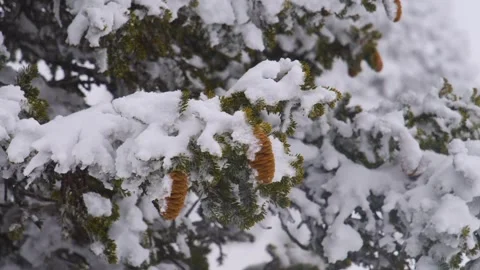 Macro View of Snow-Covered Siberian Spruce Branch with Cones in Southern Urals, Stock Footage 325476324