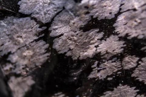 Macro view of Snowflake obsidian. Texture background Stock Photos