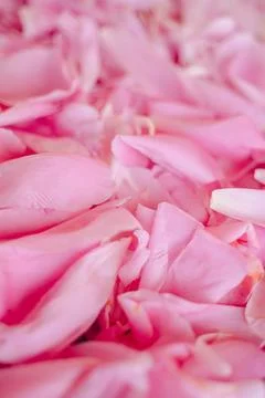 Macro view of soft delicate pink peony petals showing fine natural details,.. Stock Photos