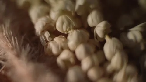 Macro View Of Soft White Flower Buds Stock Footage 326058513