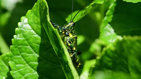 Macro view of Soldier Grasshopper or little Brazilian grasshopper in a leaf Stock Footage 238947715