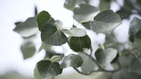 Macro view of some green leafs swinging in slow-motion. Stock Footage 221737067