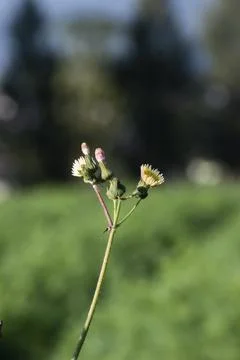 Macro view of Sonchus, commonly known as sow thistles Stock Photos