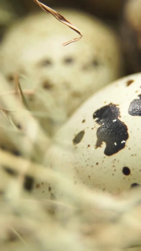 Macro view of speckled quail eggs in straw nest Video stock 334183544