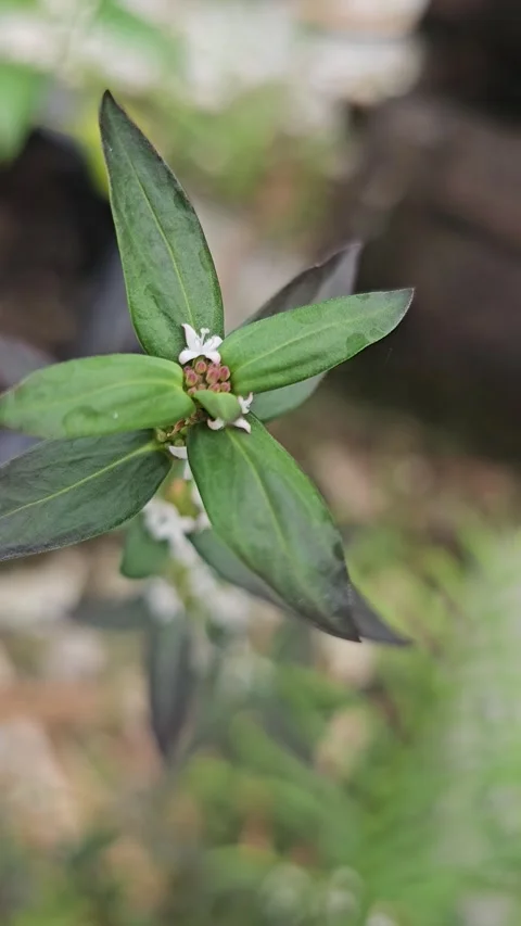 Macro View of Spermacoce Plant with Tiny White Axillary Flowers Stock Footage 332471653