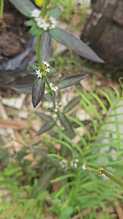 Macro View of Spermacoce Plant with Tiny White Axillary Flowers Stock Footage 332472451