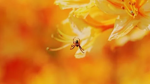 Macro View Of Spider Hanging On Web Thread Among Orange Flowers Stock Footage 328832865