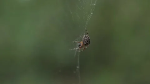 A macro view of a spider silently weaving or building its web. Insect concept in Stock Footage 295929723