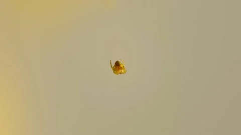 Macro view Spider sleeping hanging out on his web thread LOOP 4k Stock Footage 182387112