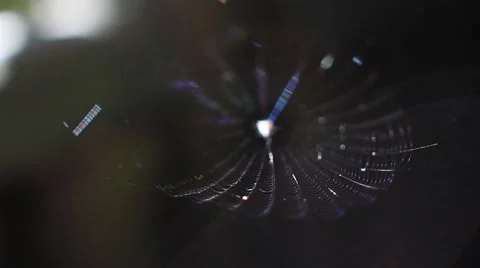 Macro View of Spider Web Stock Footage 49135127