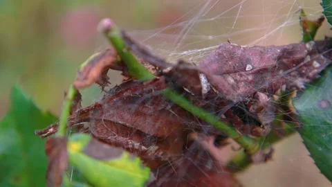 Macro view of a spider web on a stem Stock Footage 143034038