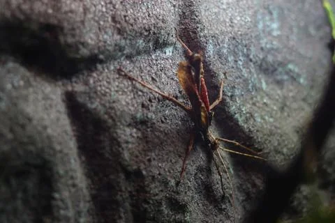 Macro view of a spindly, long-legged insect resting vertically on a rough Stock Photos