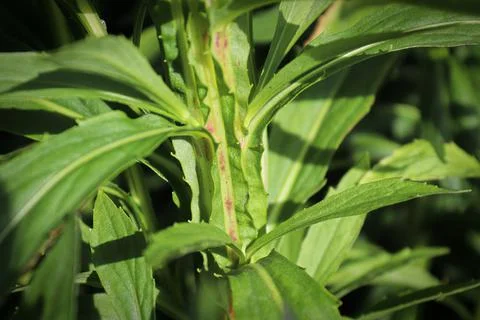 Macro view of the spiny stem on a Helens Flower Stock Photos