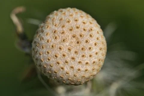 Macro view of spring dandelion flower (Taraxacum officinale) puff ball Stock Photos