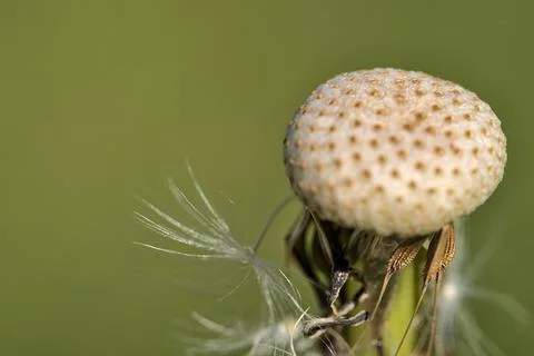 Macro view of spring dandelion flower (Taraxacum officinale) puff ball Stock Photos