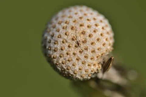 Macro view of spring dandelion flower (Taraxacum officinale) puff ball Stock Photos