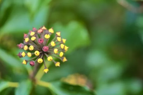 Macro view of spring green and yellow berries of hedera helix (English ivy) Stock Photos