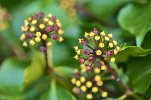 Macro view of spring green and yellow berries of hedera helix (English ivy) Stock Photos
