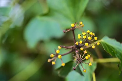 Macro view of spring green and yellow berries of hedera helix (English ivy) Stock Photos