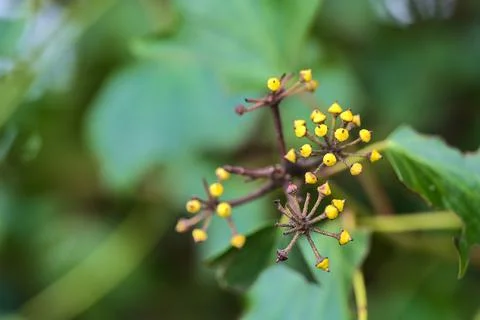 Macro view of spring green and yellow berries of hedera helix (English ivy) Stock Photos
