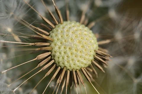 Macro view of spring soft and fluffy dandelion (Taraxacum officinale) flower Stock Photos