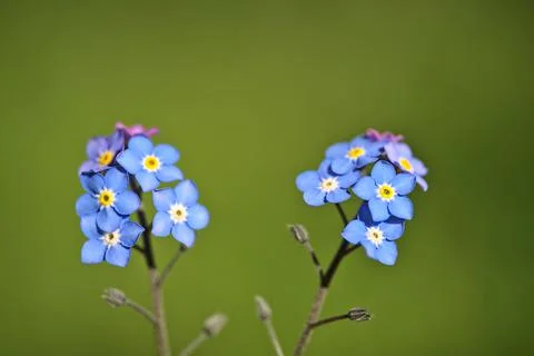 Macro view of spring tiny blue Wood Forget-me-not (Myosotis sylvatica) flowers Stock Photos