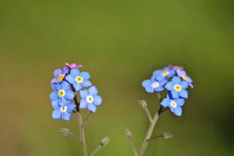 Macro view of spring tiny blue Wood Forget-me-not (Myosotis sylvatica) flowers Stock Photos