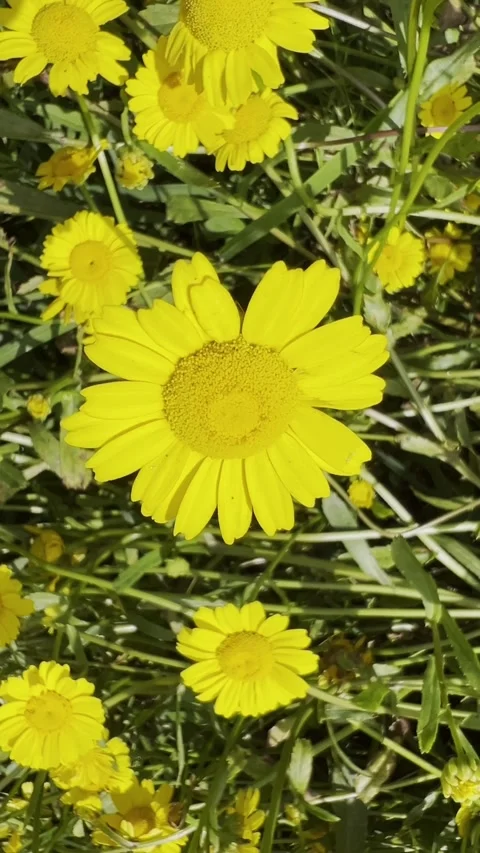 Macro view of spring wild blooms among green blades Stock Footage 329031186