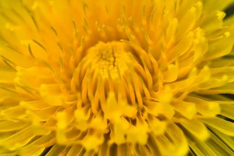 Macro view of spring yellow dandelion (Taraxacum officinale) flower, Dublin Stock Photos