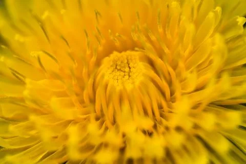 Macro view of spring yellow dandelion (Taraxacum officinale) flower, Dublin Stock Photos