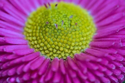 Macro view of spring yellow stigma of single pink common daisy (Bellis perennis) Stock Photos