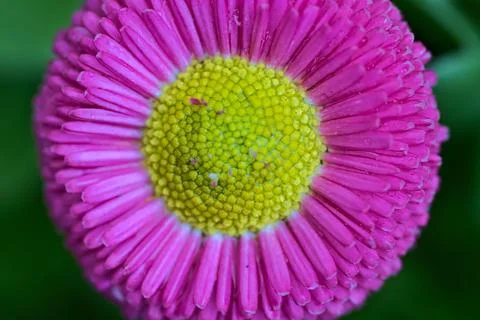 Macro view of spring yellow stigma of single pink common daisy (Bellis perennis) Stock Photos