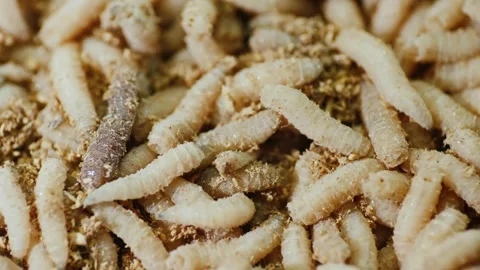 Macro view of squirming fly larvae maggots crawling in wood sawdust backgroun Stock Footage 334657520