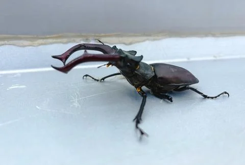Macro view of a stag beetle with large, curved mandibles Stock Photos