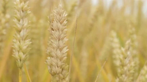 Macro view of stem ripe wheat spikelets growing in field. Good harvest year Stock Footage 91927335