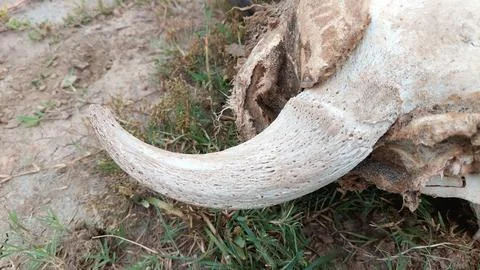 Macro View Of Sun Bleached Animal Horn Core On Ground 写真素材
