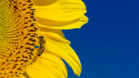 Macro view of sunflower in bloom and blue sky. Sunflowers texture and backgro Stock Photos