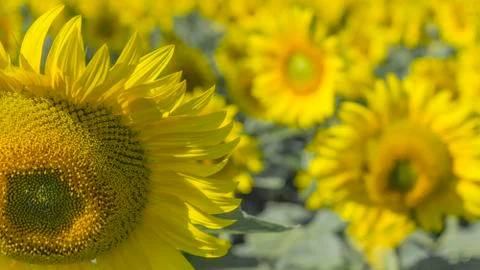 Macro view sunflower field Background with selective focus Stock Photos