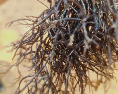 Macro View of Tangled Brown Seaweed on the Beach Stock Photos