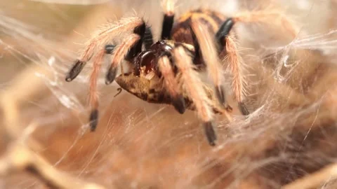 Macro view of a tarantula sling eating a dubia roach Stock Footage 142655853