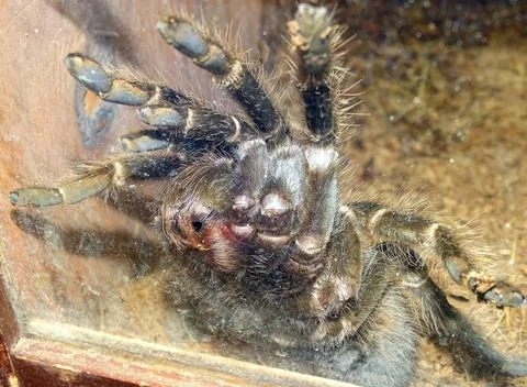 Macro view of a tarantula spider Stock Photos