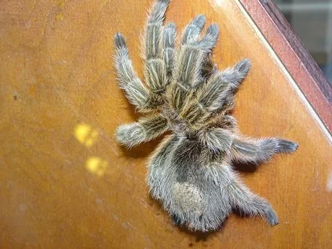 Macro view of a tarantula spider 库存照片