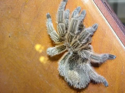 Macro view of a tarantula spider 写真素材