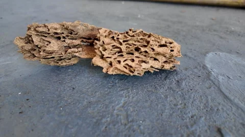 Macro View of Termite-Damaged Wood Stock Footage 338372089