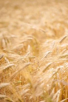 Macro view of thick golden ears of ripe agricultural wheat grains, summer c.. Stock Photos