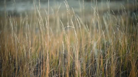Macro view of thin autumn colored grass moving in the wind with soft focus in th Stock Footage 302206766