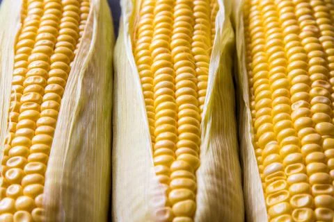 Macro view of three corn cobs. Nice macro background of healthy food Stock Photos