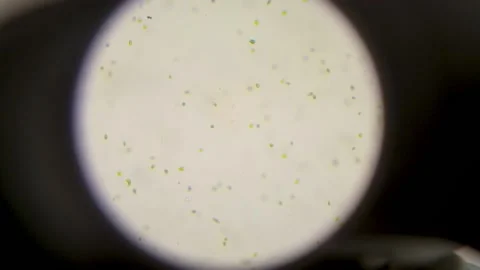 Macro view through the microscope Stock Footage 133377923